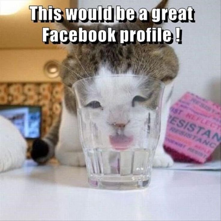 Кот в сметане