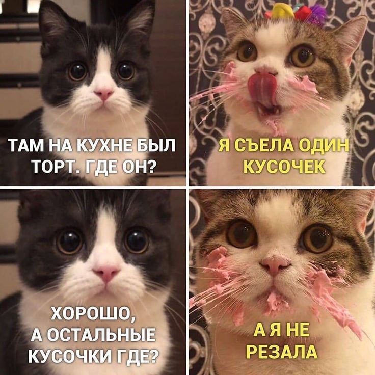 Популярные мемы с котами
