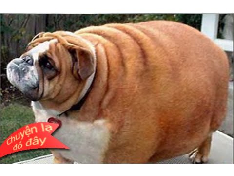 Жирные собаки