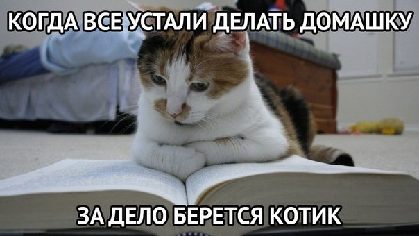 Книга котик