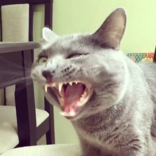 Кот ржет Мем