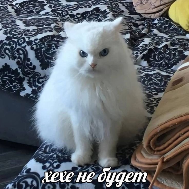 Котенок Мем