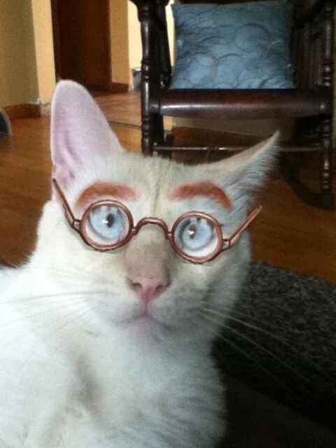 Умный кот в очках