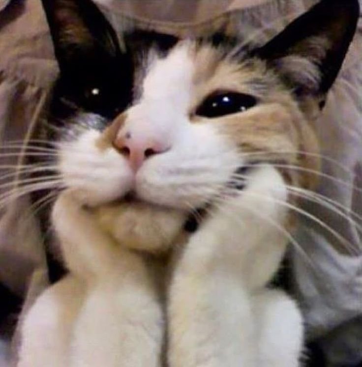 Кошка смущается