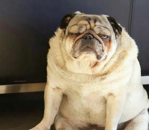 Мопс толстый и смешной