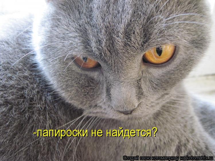 Слышь ты кто кот