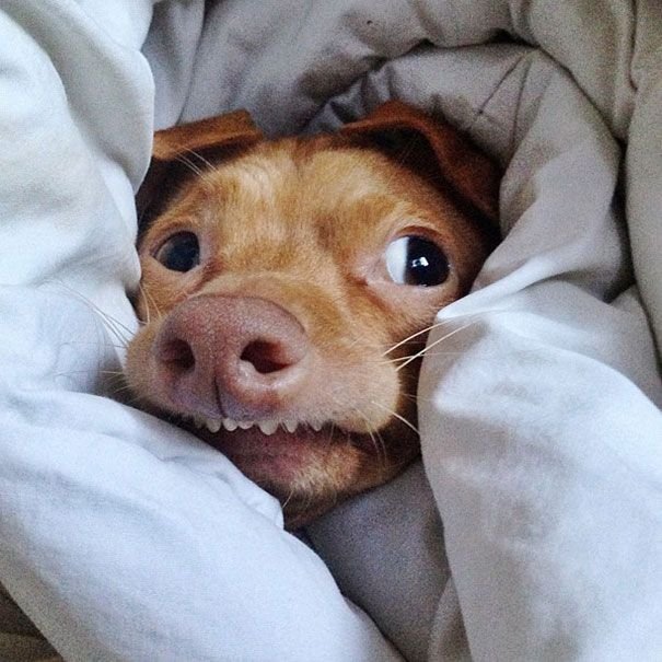 Веселый щенок