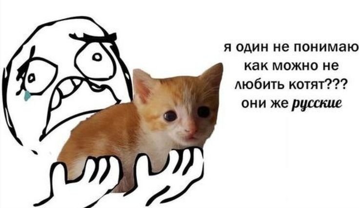 Мемы про котиков
