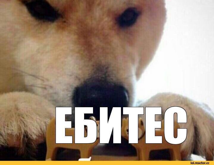 Собака с надписью ебитесь