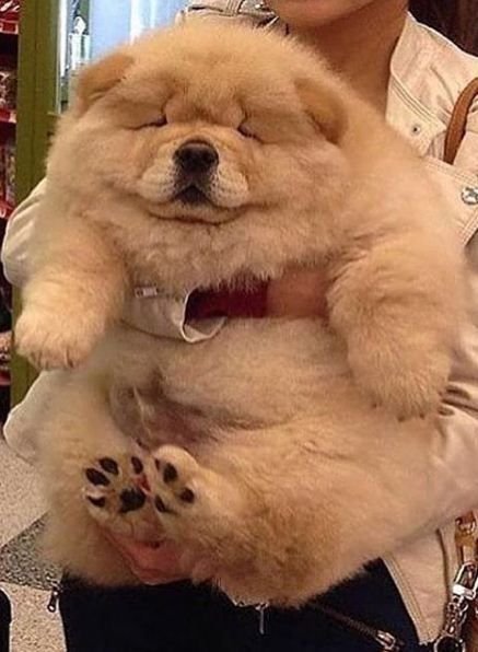 Чау чау Чиф