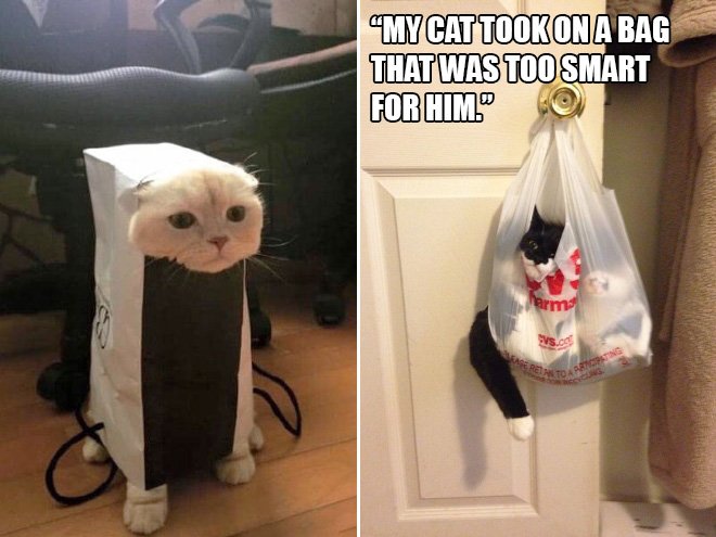 Пакет с пакетами кот