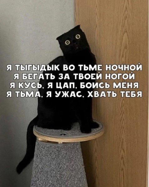 Тыгыдык кот