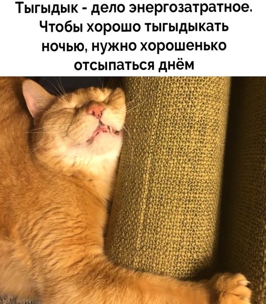 Котик тыгыдык