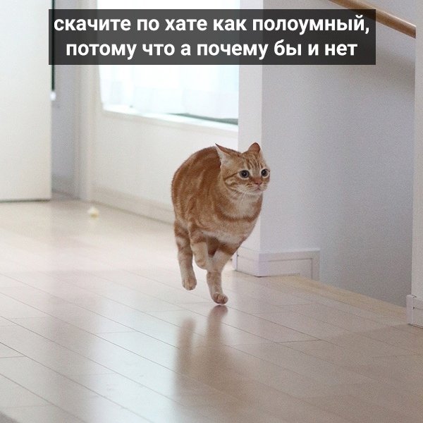Кошачий Тыгыдым