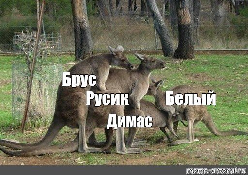 Про кенгуру и девушку