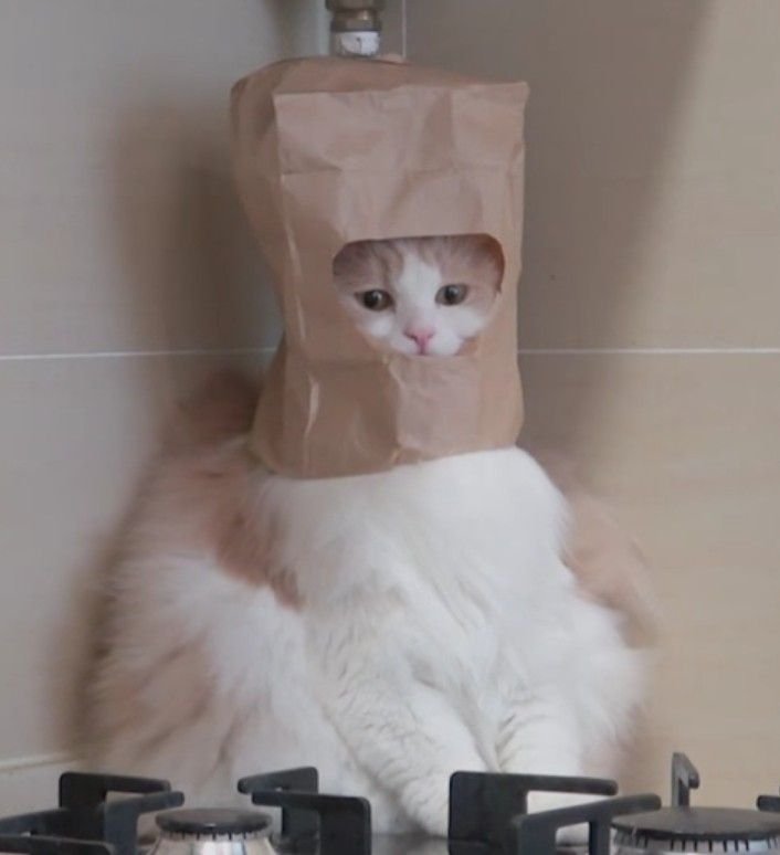 Кошка в пакете