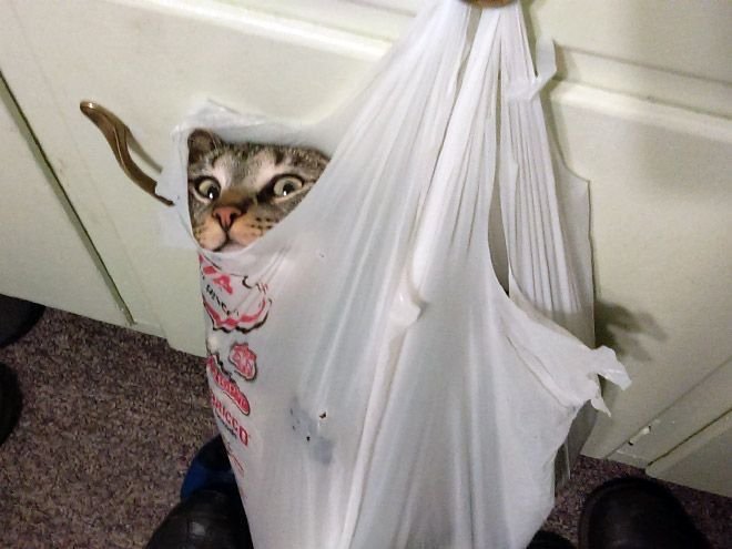 Котик в пакете