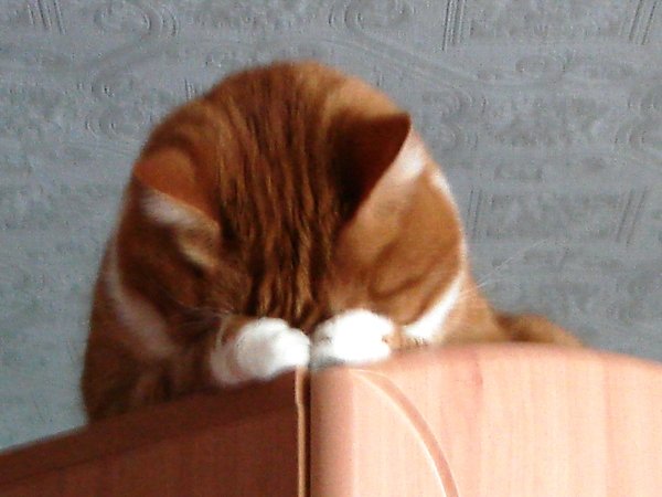 Кот смущается