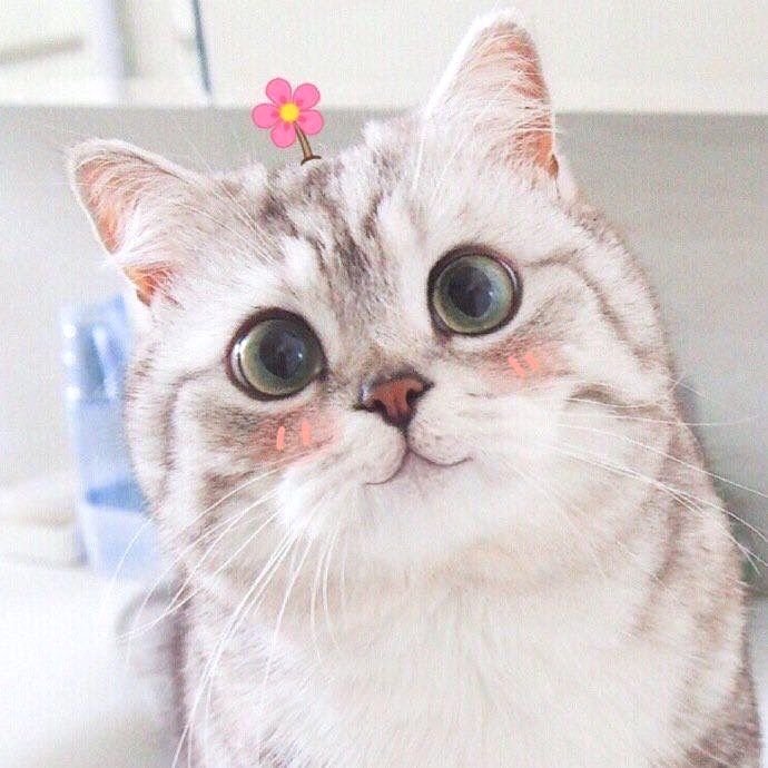 Смущенный котик