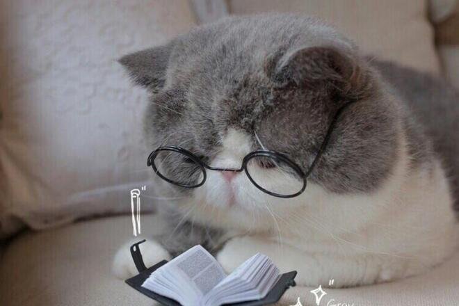 Кот в очках