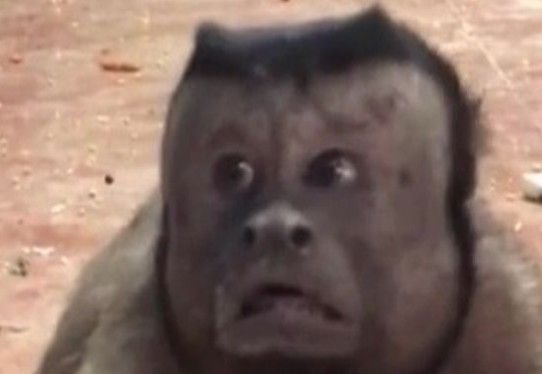 Обезьяна ладно