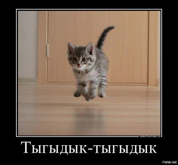 Тыгыдык кот Мем