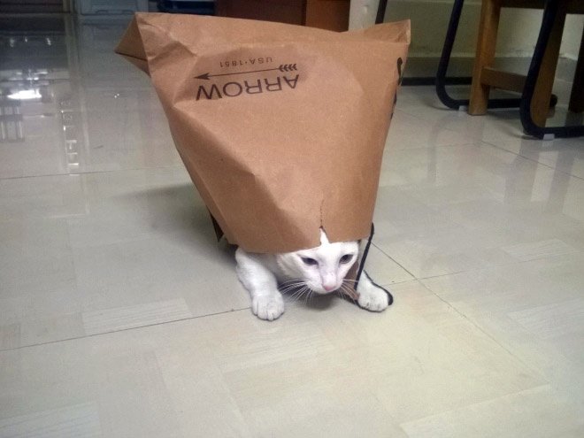 Пакет с котятами