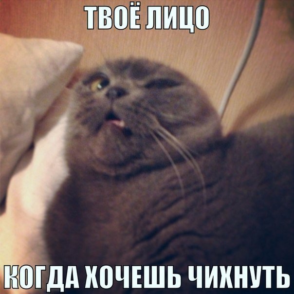 Лицо когда хочешь чихнуть