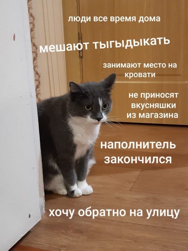 Мысли кота приколы