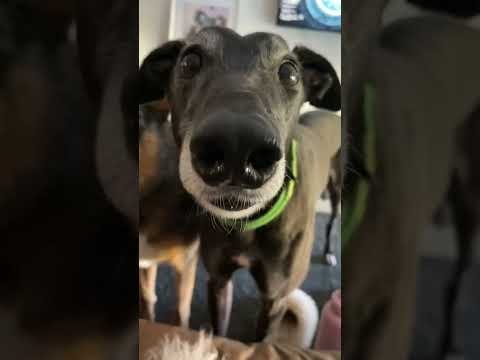 Собака стучит зубами Мем