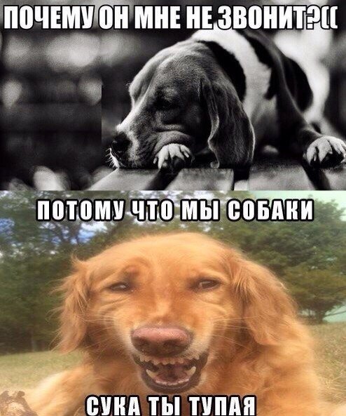 Смешные собаки мемы