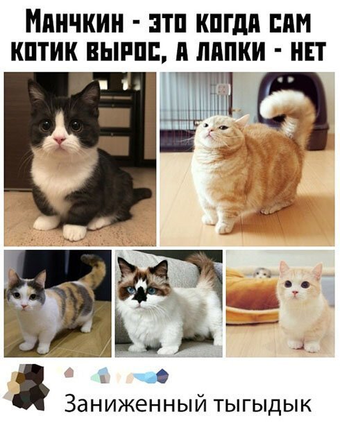 Мемы с манчкинами кот