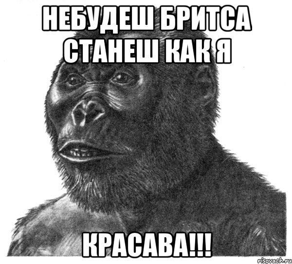 Мемы с мартышками