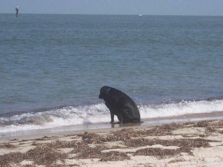 Собака у моря Мем