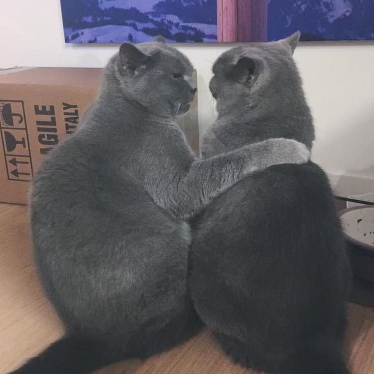 Ночной тыгыдык у котов