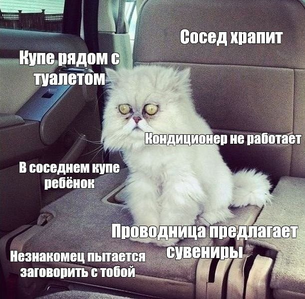 Храпящий кот Мем