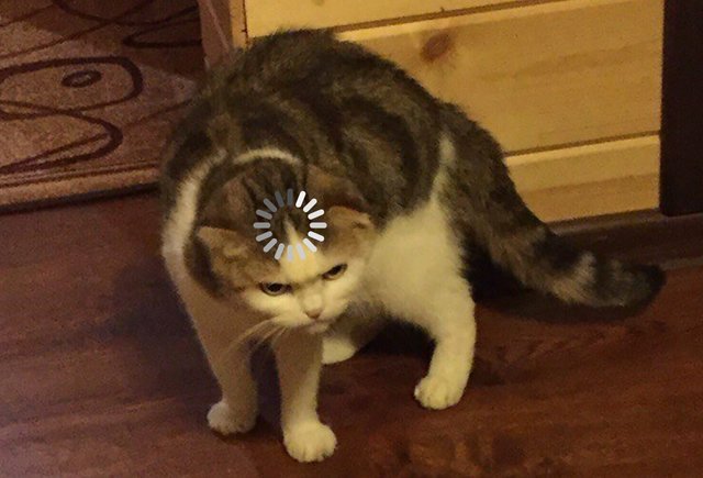 Котенок с загрузкой