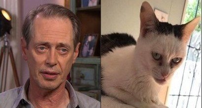 Кошка Стива Бушеми оригинал