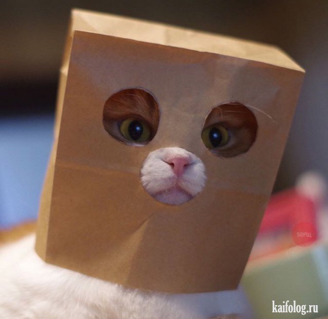 Кошка в картонной коробке