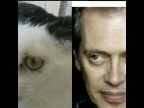 Кот Стива Бушеми