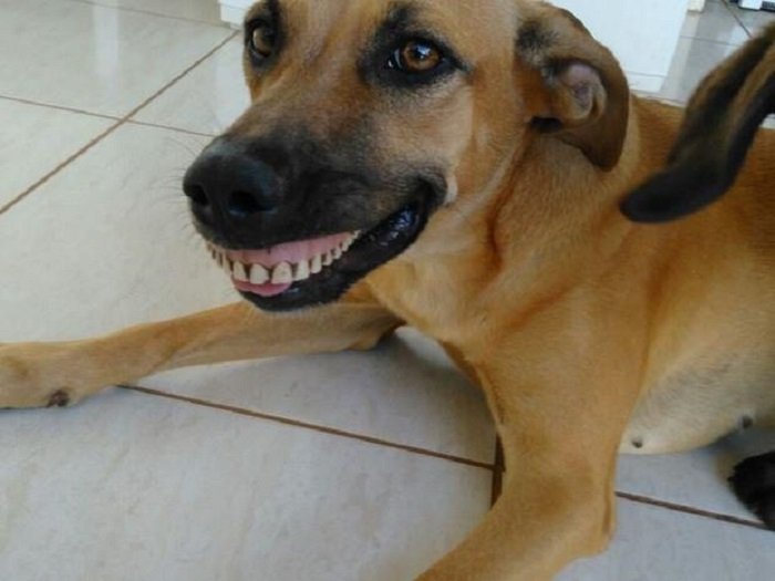 Собака со вставной челюстью