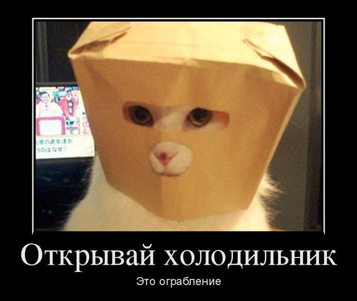 Кот в пакете