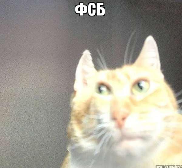 Всмысле Мем кот