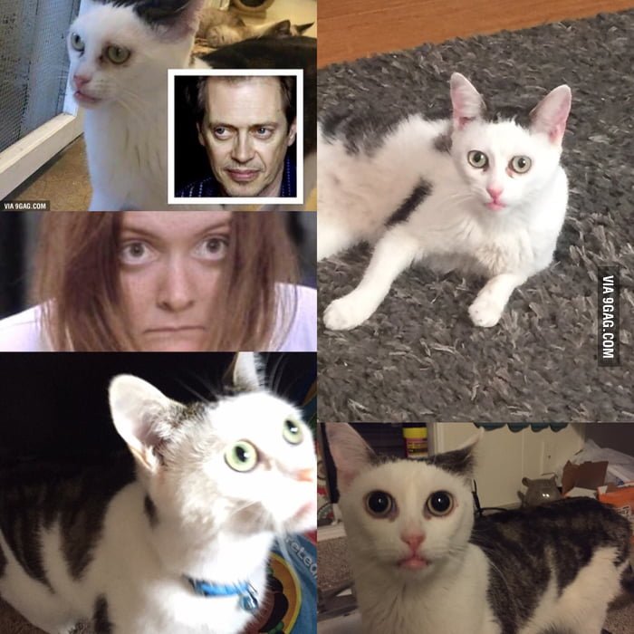 Стив бушеми кот