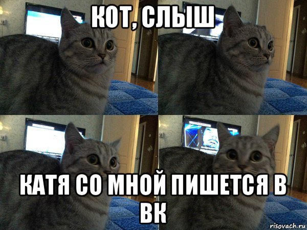 Кот Мем сюда