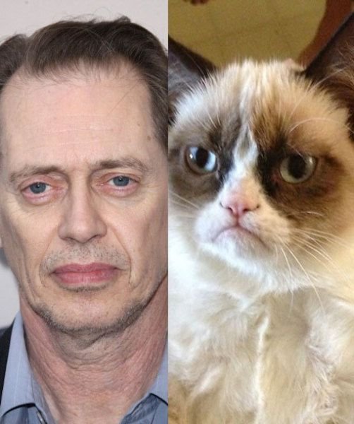 Кот Стива Бушеми