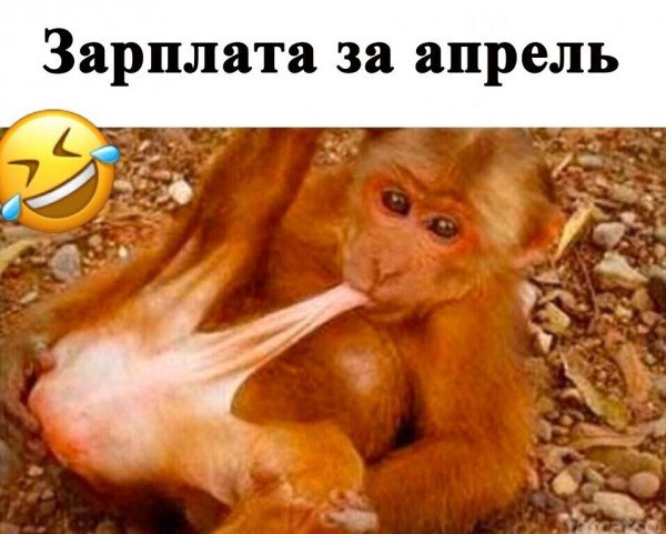 Обезьянка с пиписькой во рту