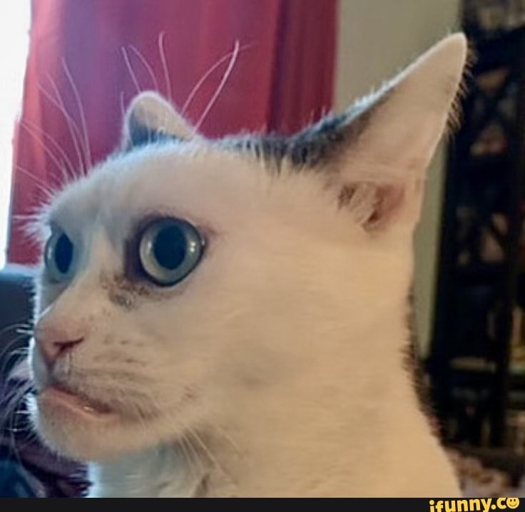 Кот Стива Бушеми