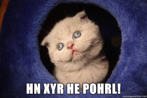 Коты ничего не понимают