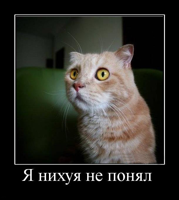 Демотиватор я ничего не понимаю